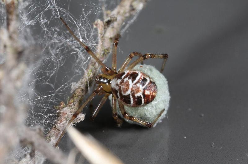 Phylloneta_impressum_D7493_Z_89_NP De Hoge Veluwe_Nederland.jpg